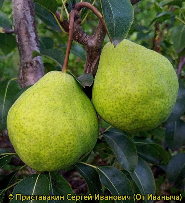 Груша Августовская Росса - описание сорта и фото груш